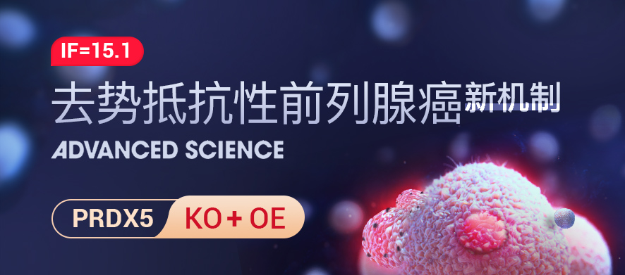 源井PRDX5敲除与过表达细胞助力发现去势抵抗性前列腺癌进展的新机制