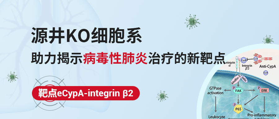 IF=12.4|基因敲除THP-1细胞系助力揭示病毒性肺炎治疗的新靶点