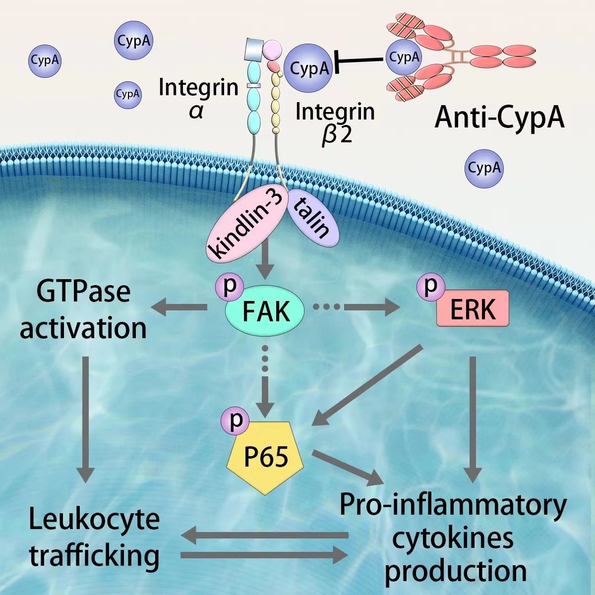 胞外CypA与integrin β2结合调控炎症反应的新机制模型