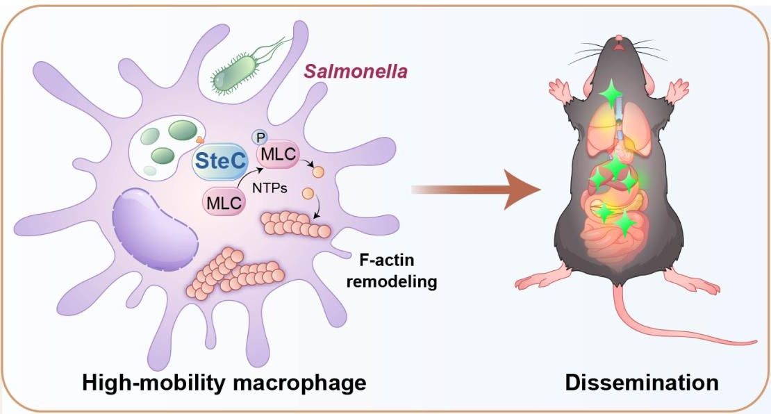 沙门菌SteC调控巨噬细胞运动及体内扩散的机制模型