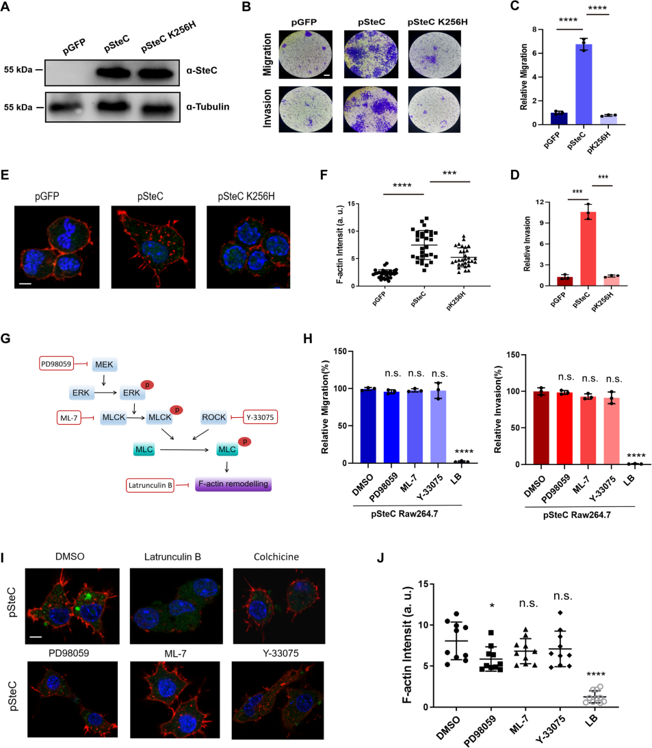 SteC以不依赖MEK/MLCK的方式促进巨噬细胞迁移和侵袭以及肌动蛋白重排