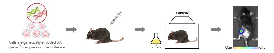 Luc稳转株体内应用流程示意图