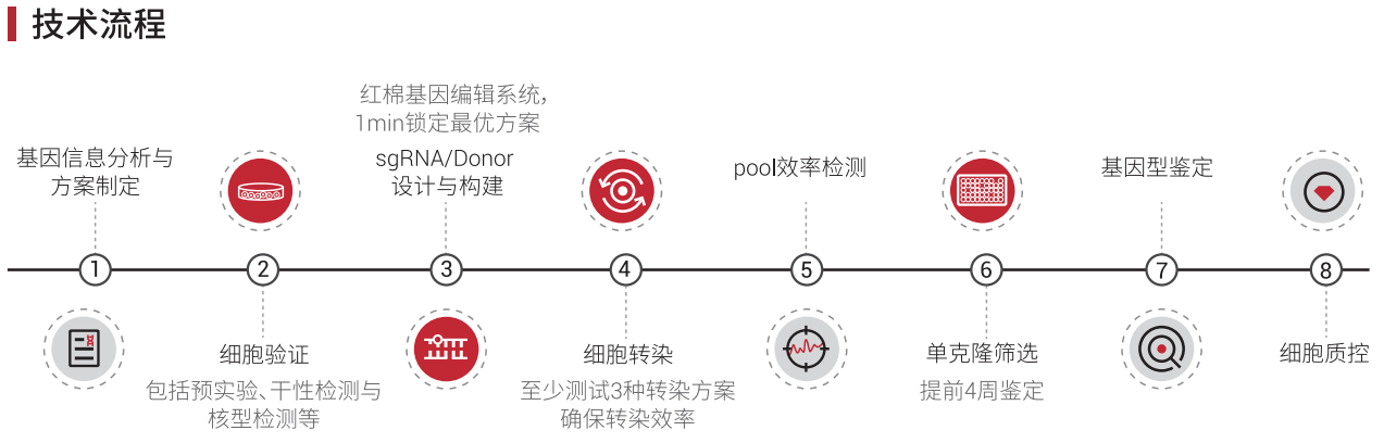 iPS基因敲除细胞系构建流程