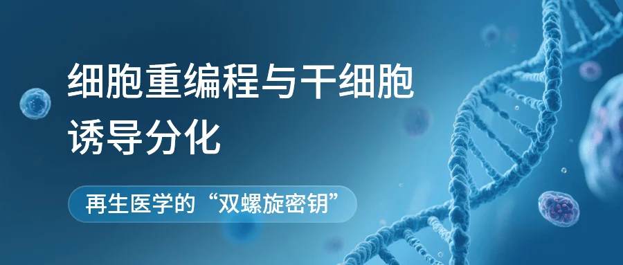 图1. HOTAIR的敲低可抑制胃癌细胞的克隆形成、迁移及侵袭、抗失巢凋亡能力，从而促细胞凋亡[2]