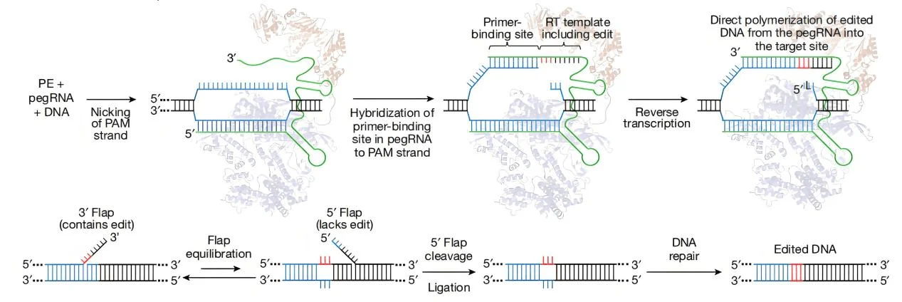 图1 PE的基本原理（Anzalone et al.,2019）