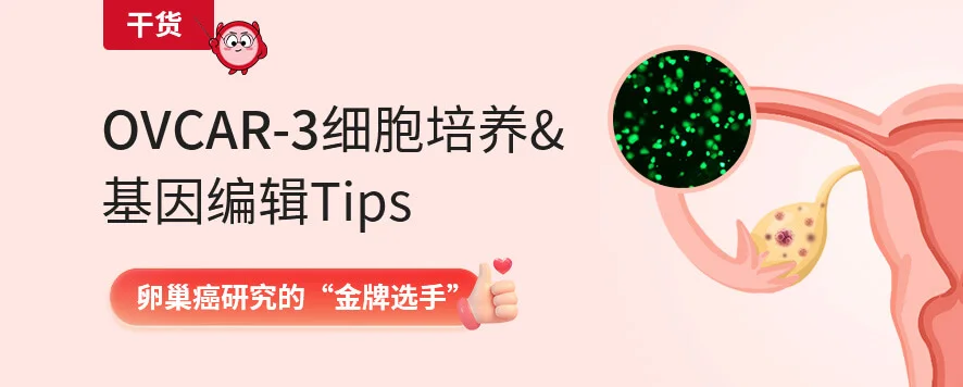 干货丨OVCAR-3细胞培养和基因编辑Tips