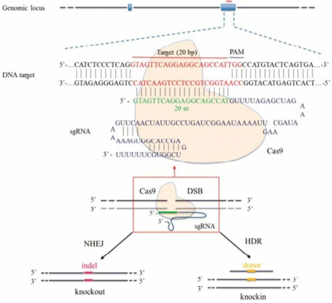  CRISPR/Cas9介导的基因编辑示意图