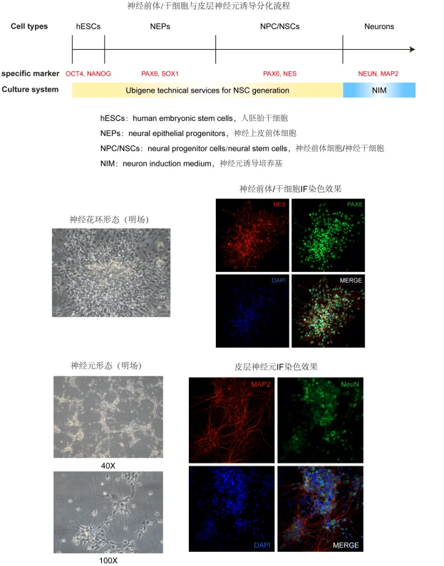 图3. 源井生物hPSC神经分化技术服务的实验流程与检测结果