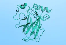 小源真传 | Western Blot（WB）操作笔记