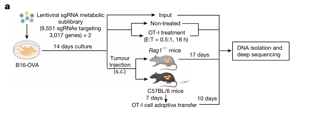 CRISPR文库筛选方案