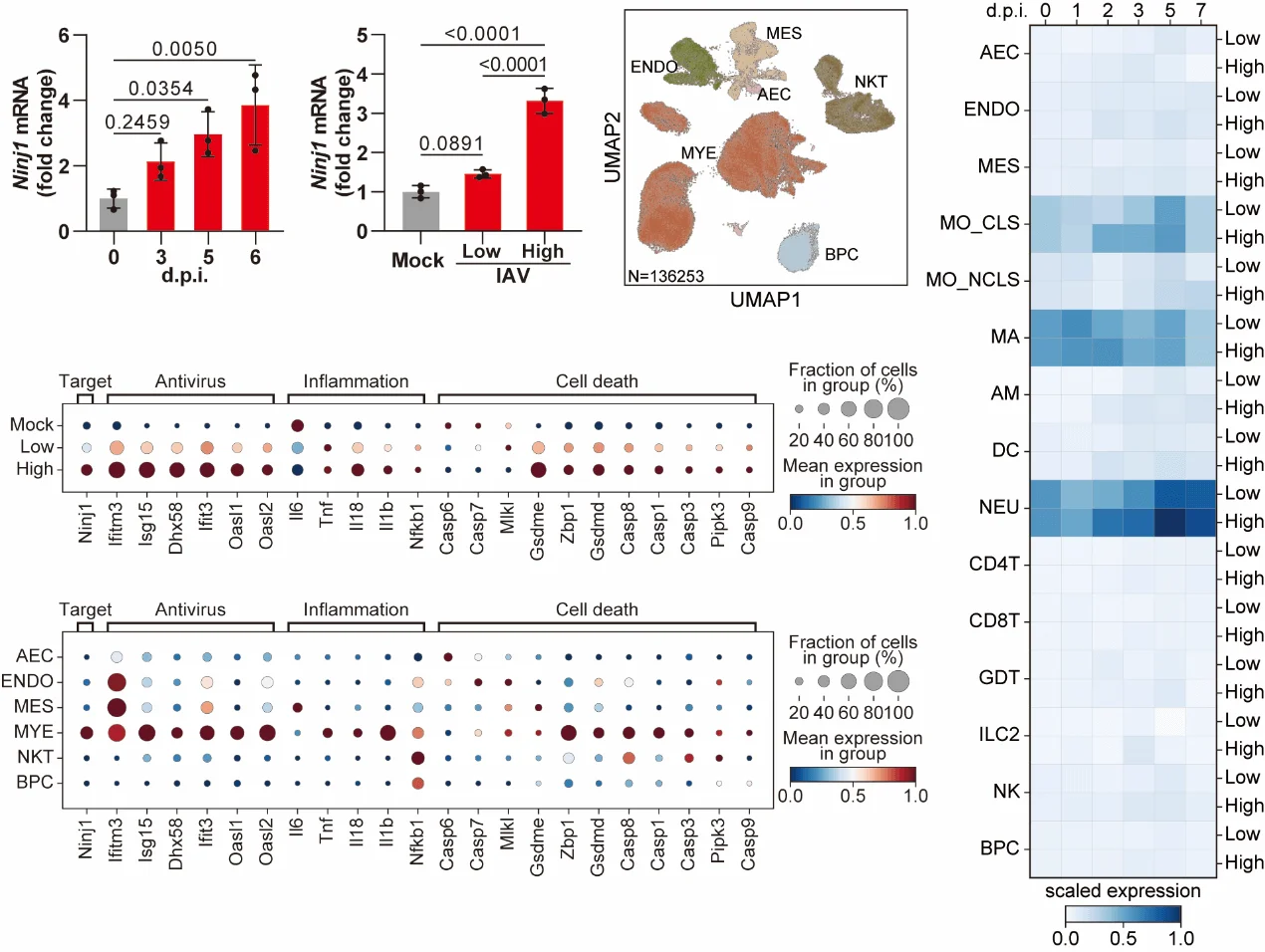 IAV感染诱导NINJ1表达上调,并与疾病严重程度相关
