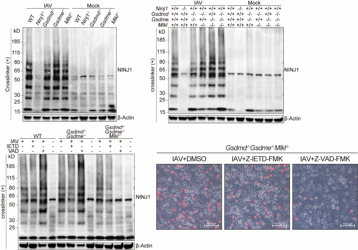 NINJ1的激活依赖于ZBP1,且可由任一PANoptosis通路触发