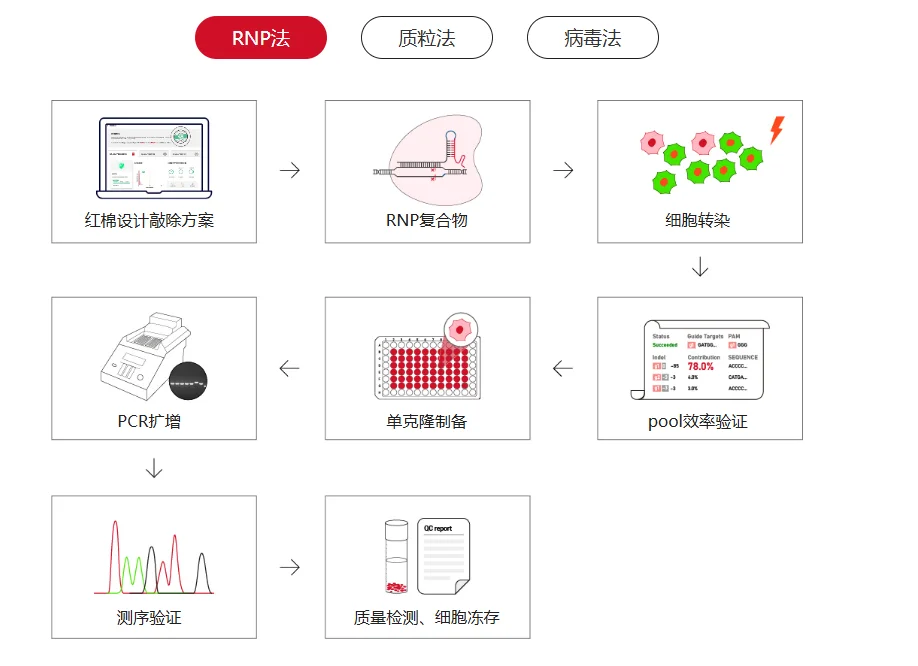 敲除细胞系构建流程
