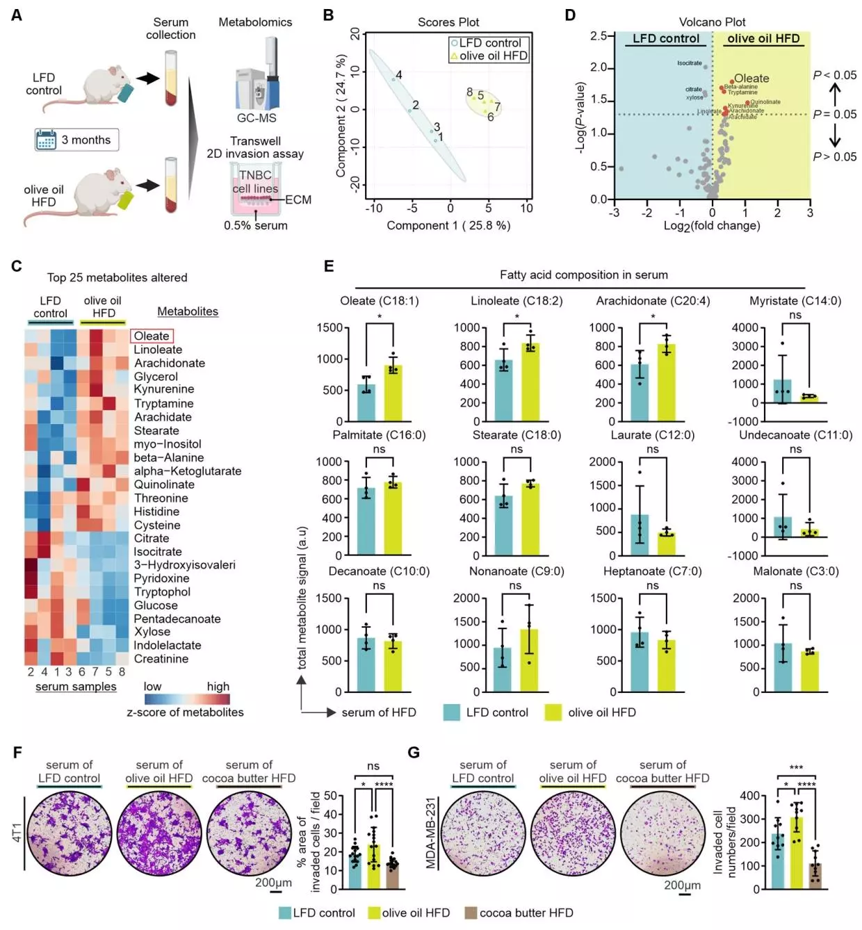 图三：橄榄油高脂饮食喂养小鼠血清中升高的油酸（OA）增强TNBC侵袭
