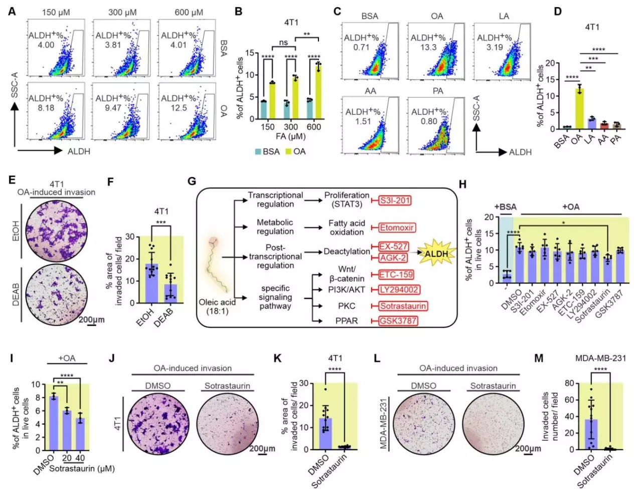 图五：油酸通过激活PKC-ALDH信号驱动TNBC细胞侵袭