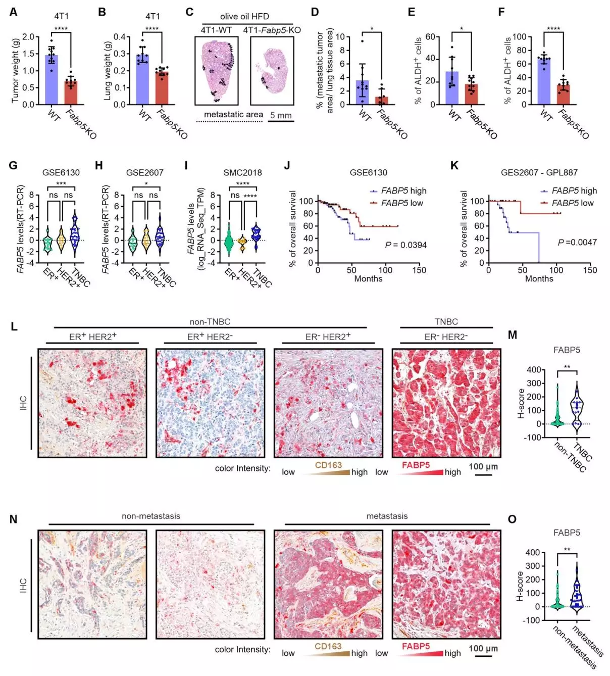 图七：FABP5在小鼠模型中促进TNBC进展，且在人类研究中与TNBC不良预后相关