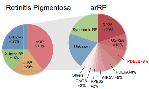 视网膜色素变性(RP)