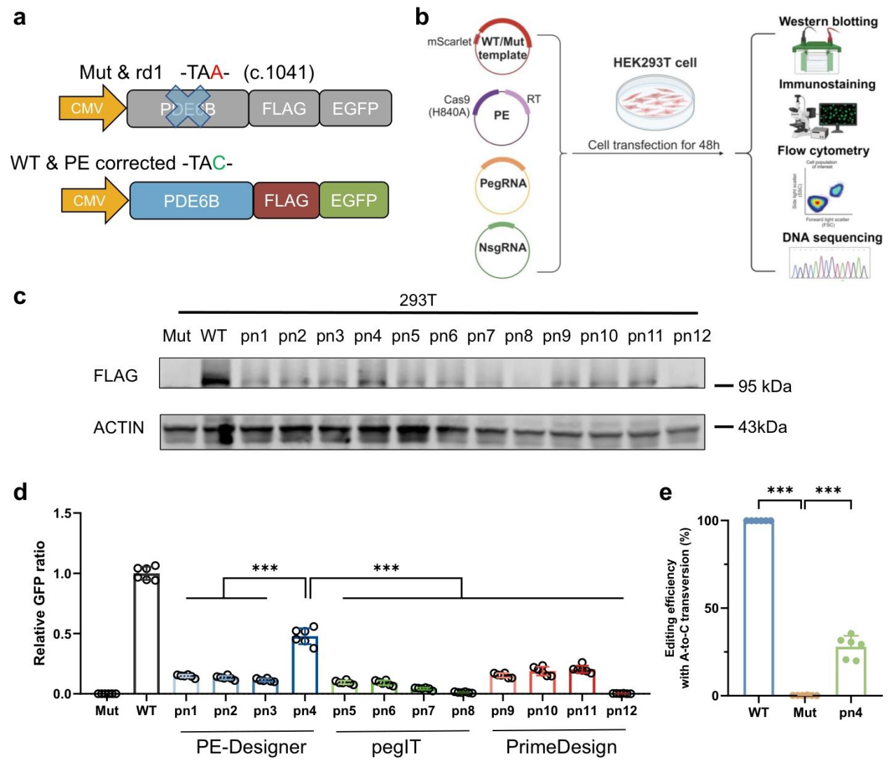 体外筛选高效 pegRNA/nsgRNA 组合