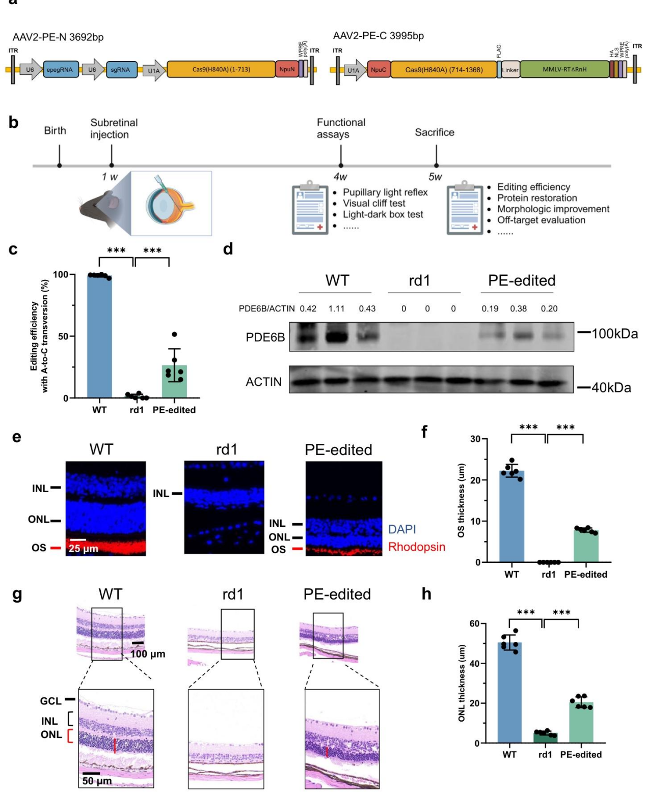 PE 系统在 rd1 小鼠体内的编辑效果与形态修复