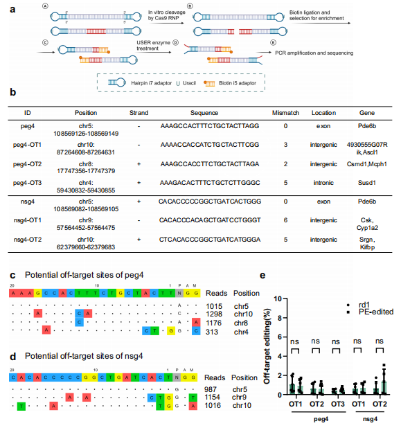 PE 系统体内脱靶效应评估