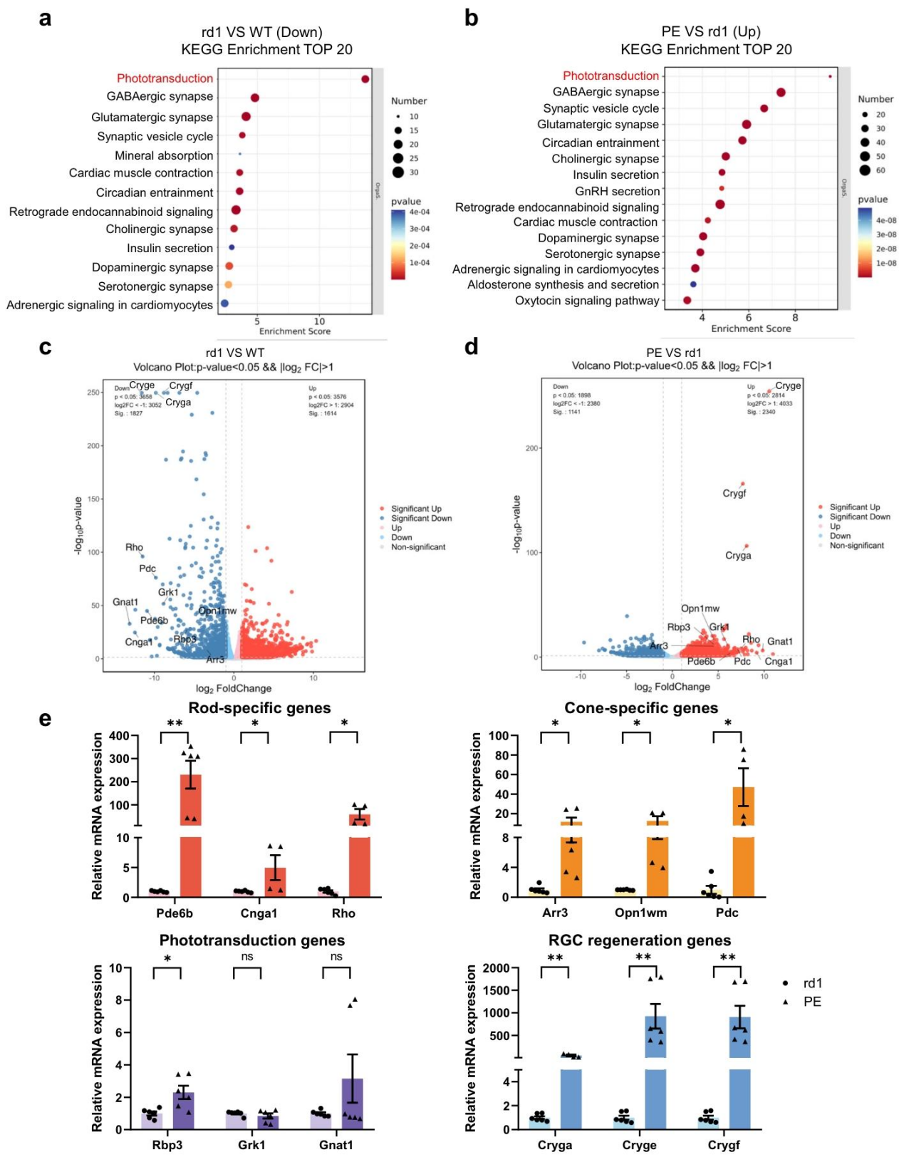 PE 系统对相关基因表达的调控