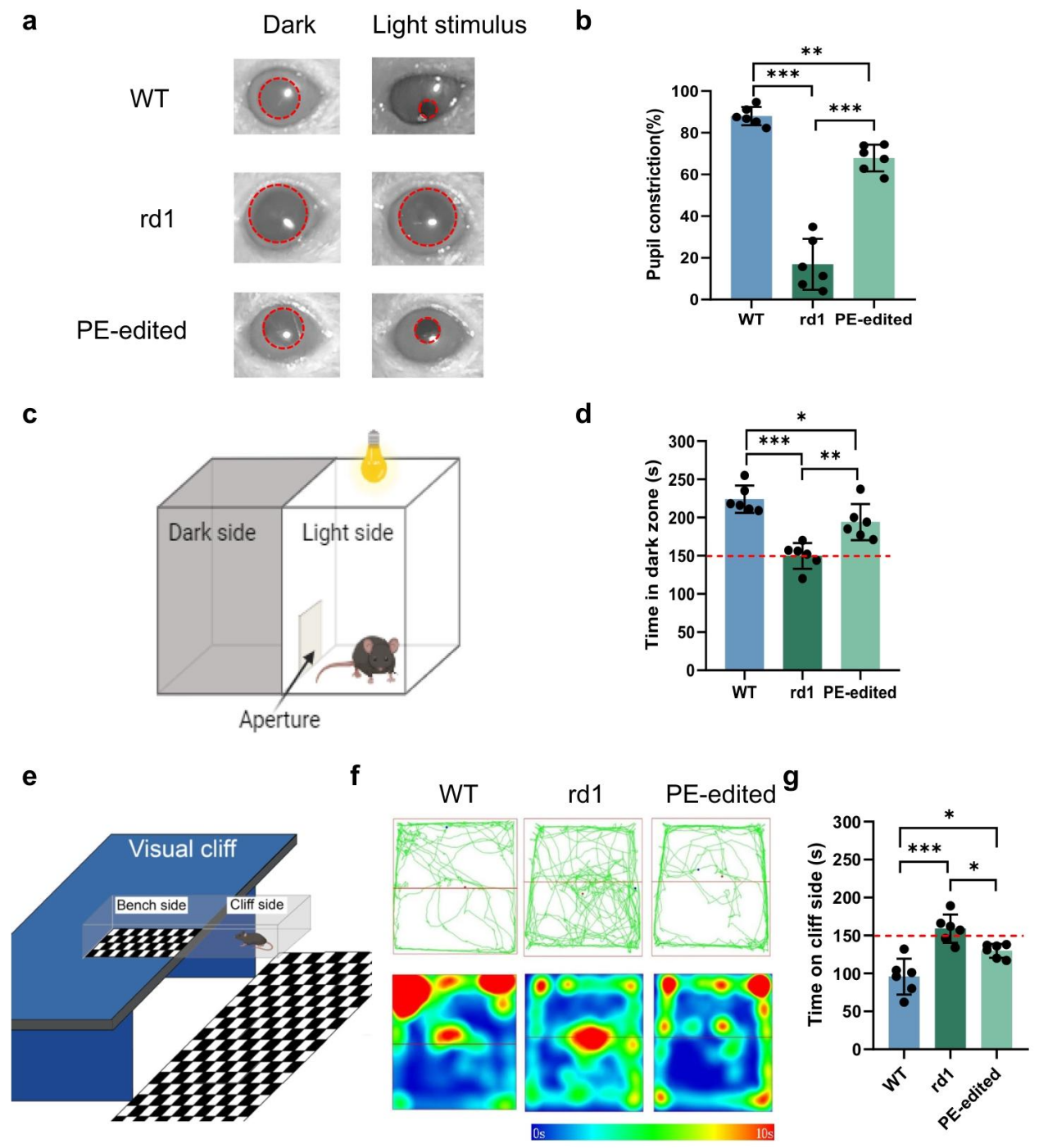 PE 系统对 rd1 小鼠视觉功能的修复