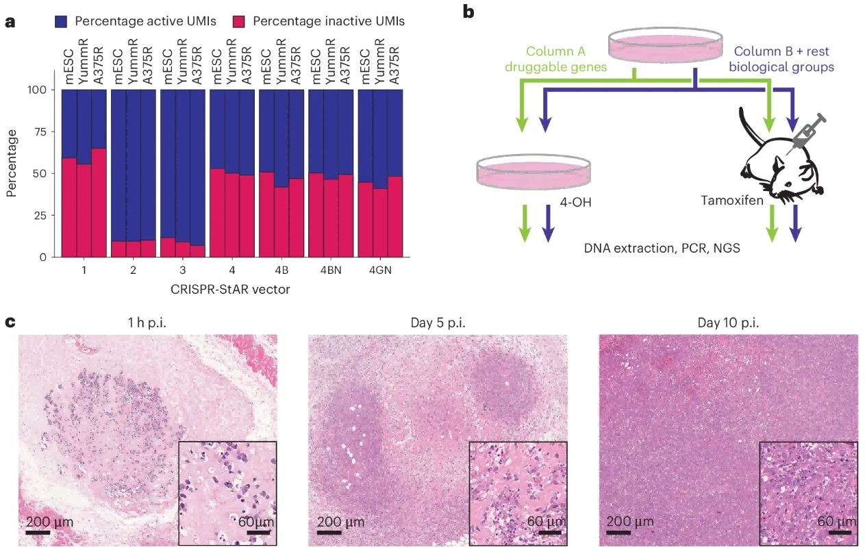 图2. CRISPR-StAR体内优化策略