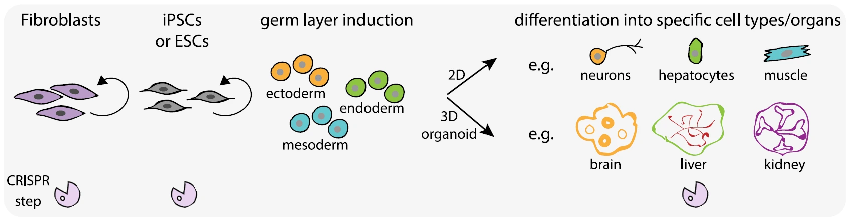 图1. CRISPR/Cas9系统在人多能干细胞上的应用