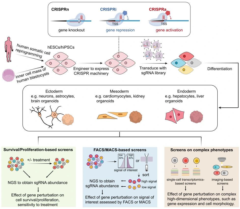 图2. 人多能干细胞的CRISPR筛选体系搭建