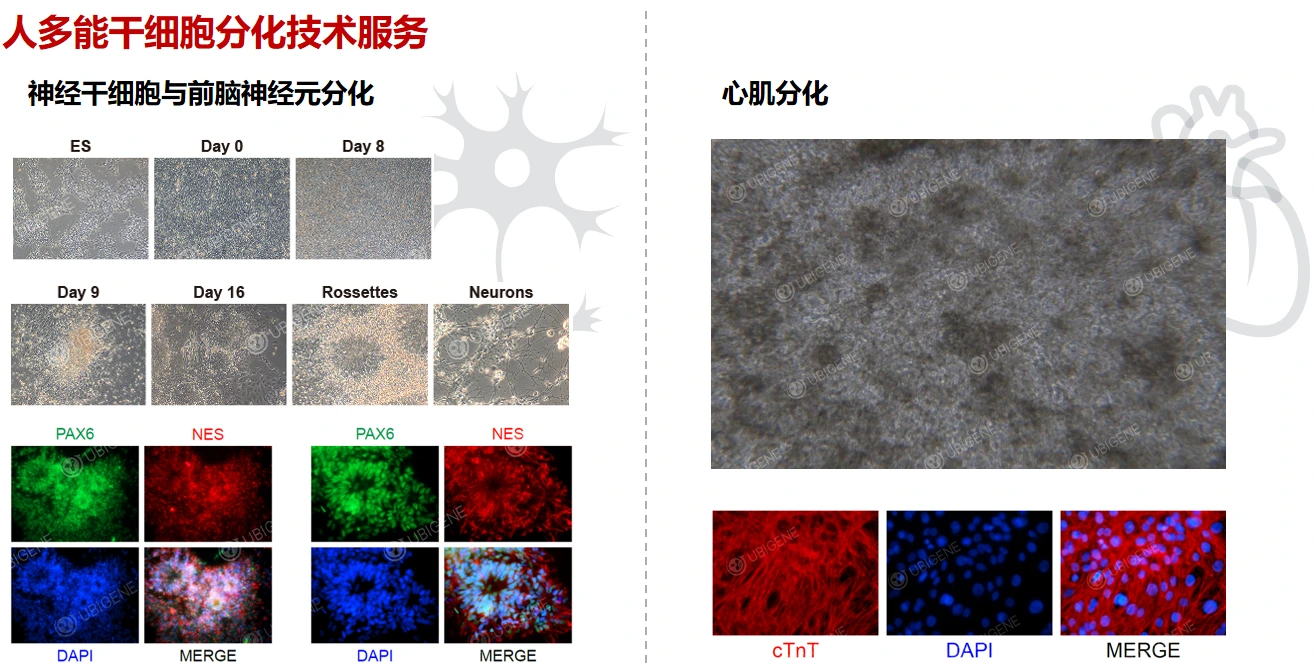图4.源井生物神经干细胞、心肌分化技术服务效果展示