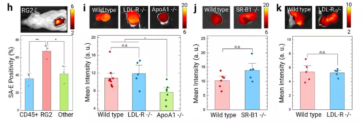 图4. 验证 SA-E 的肿瘤靶向不依赖肿瘤细胞 LDL-R 表达
