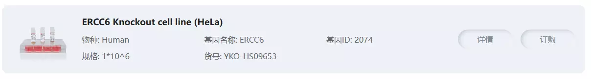 ERCC6 Knockout cell line (Hela)