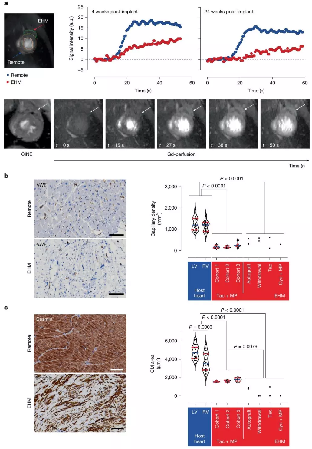 图4. EHM同种异体移植物血管化与灌注的证据