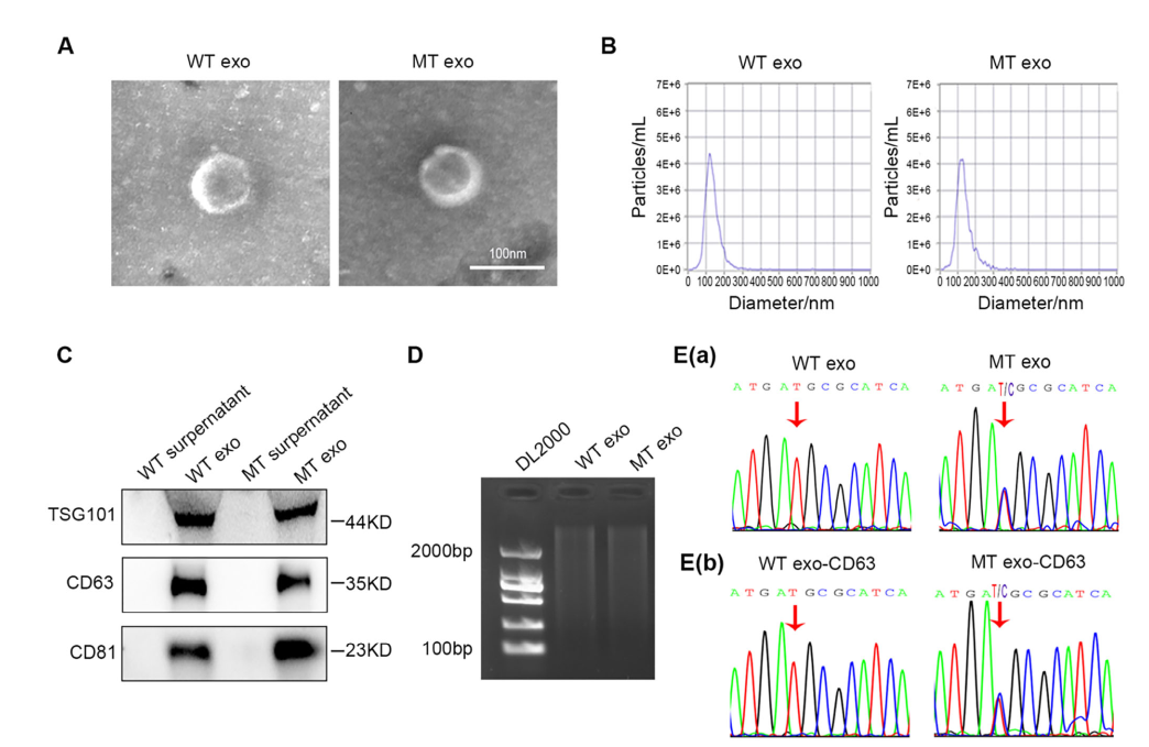 图1 WT和MT细胞来源的外泌体与亲代细胞具有相同的PIK3CA突变状态