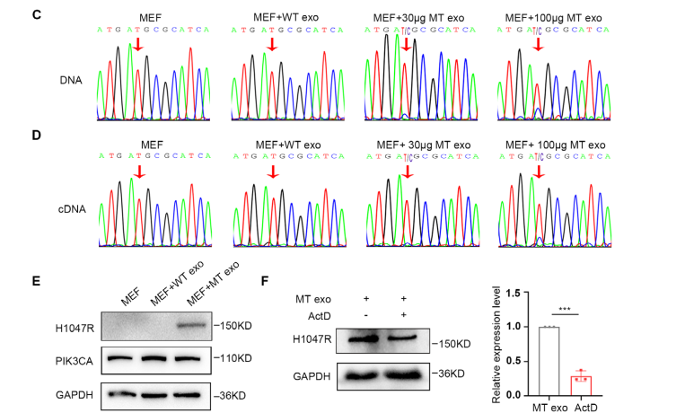 图2 PIK3CA H1047R突变在MT细胞来源的外泌体中向成纤维细胞的水平传递