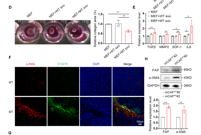 图3 外泌体中的PIK3CA H1047R突变可将小鼠胚胎成纤维细胞(MEFs)激活为癌相关成纤维细胞(CAFs)