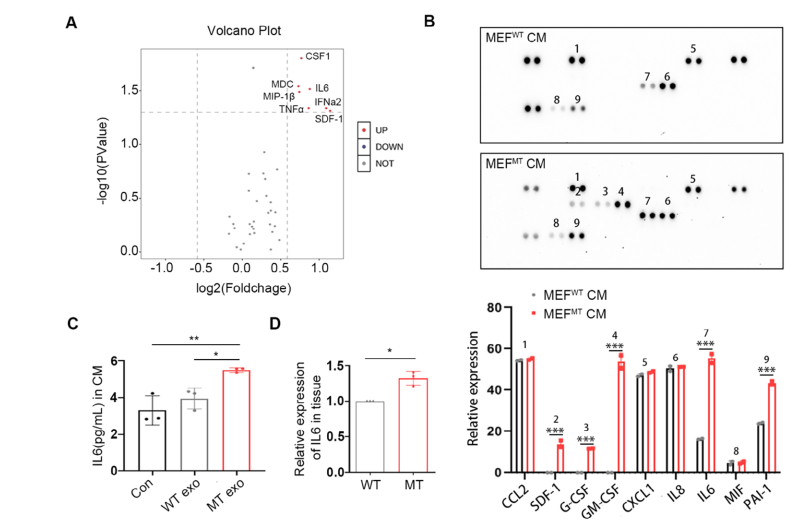 图5 外泌体PIK3CA H1047R突变的水平传播诱导癌相关成纤维细胞分泌更高水平的IL-6