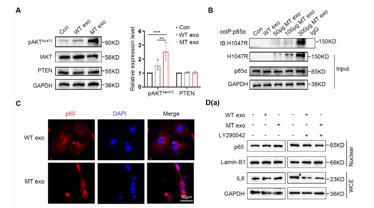 图6 CAFs通过IL6/JAK2/STAT3通路促进结直肠癌转移