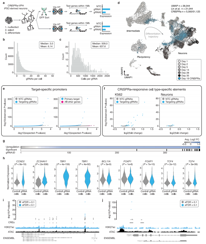 图3.多重单细胞CRISPRa对有丝分裂后iPSC来源的神经元细胞调控元件的筛选