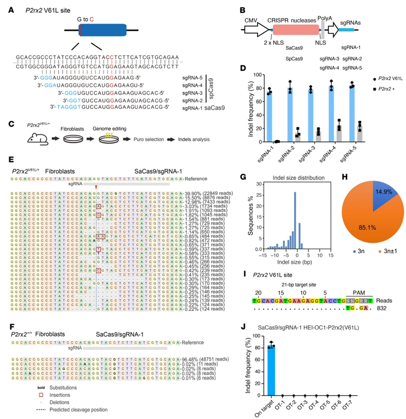 图1.  利用SaCas9–sgRNA-1在小鼠P2rx2V61L/+原代细胞中实现等位基因特异性基因组编辑