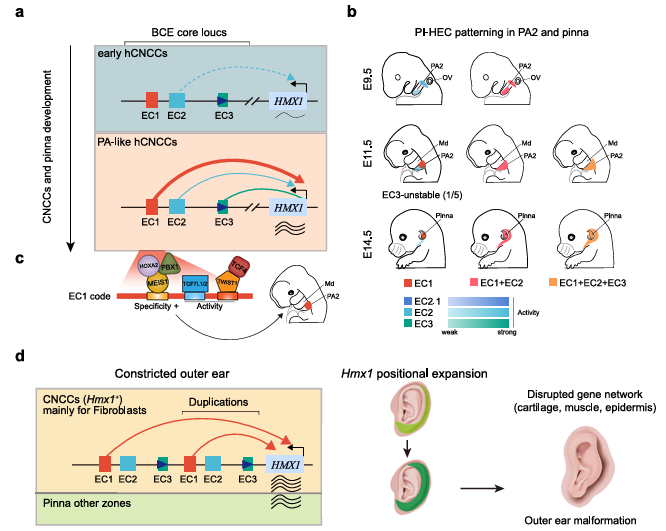 图12. 研究机制图