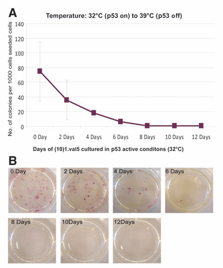 图1. p53的连续失活会导致诱导多能干细胞（iPSC）形成减少[3]