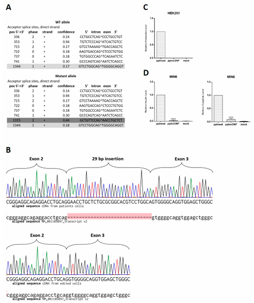 图5. INS c.188-31G>A 突变在分化的人类类β细胞中产生胰岛素 mRNA 亚型，但不产生胰岛素[8]