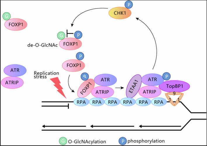 图1、FOXP1在复制应激反应中的功能工作模型