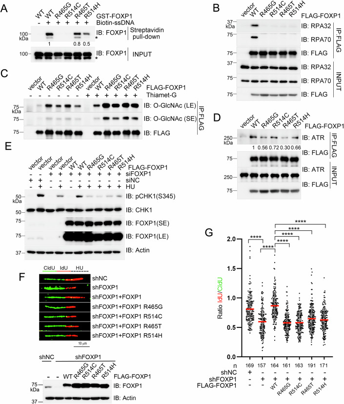 图6、致病性FOXP1突变在复制应激条件下会损害其功能