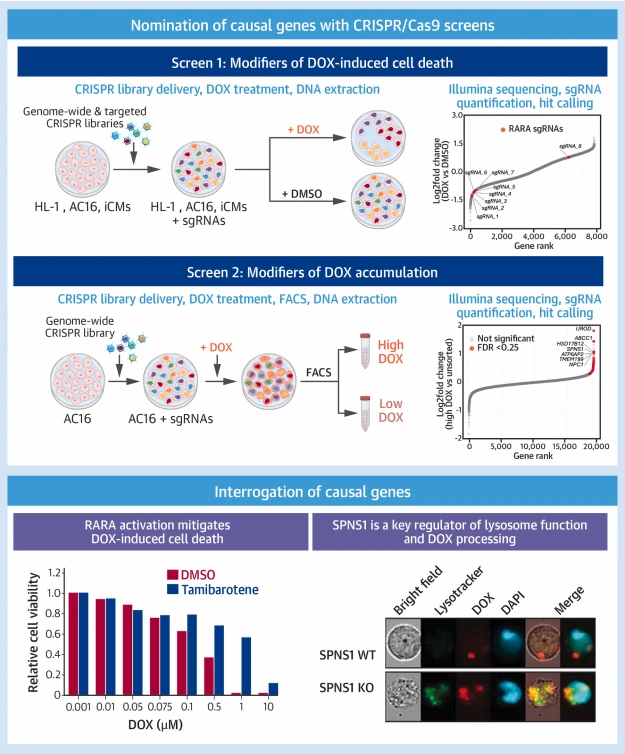 图1. 研究的筛选机制