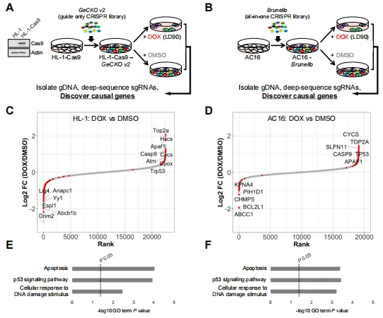 图2.通过全基因组 CRISPR /Cas9基因敲除筛选确定DOX细胞毒性的修饰因子