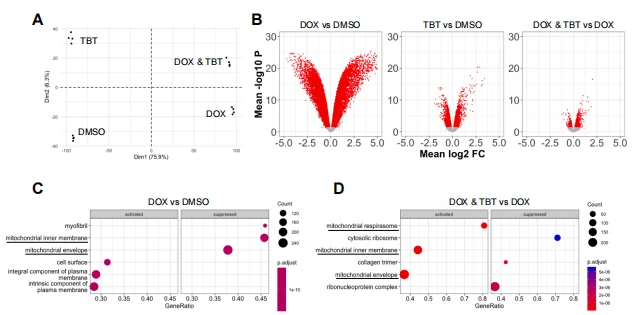 图4.TBT 减轻DOX介导的线粒体基因表达抑制