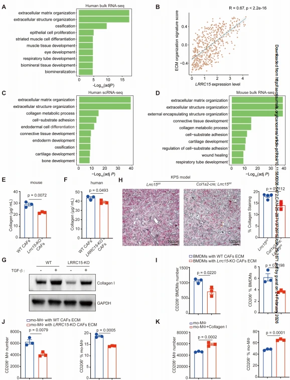 图5. LRRC15通过调节细胞外基质的产生促进M2型巨噬细胞极化