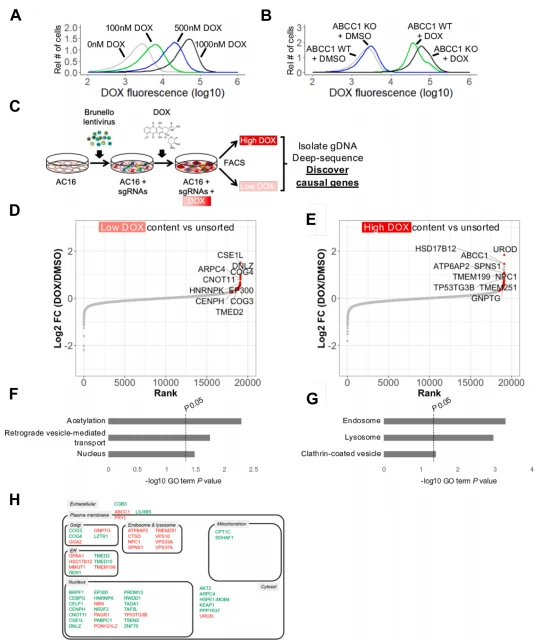 图5.通过全基因组 CRISPR /Cas9敲除筛选发现调控AC16人源心肌细胞中DOX蓄积的因素